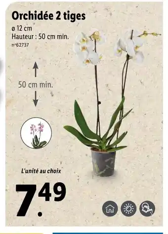 Orchidée 2 Tiges