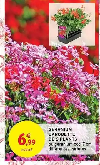 Intermarché Geranium barquette de 6 plants offre
