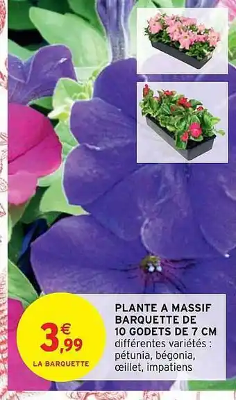Plante à massif barquette de 10 godets de 7 cm