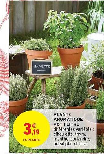 Intermarché Plante aromatique pot 1 litre offre