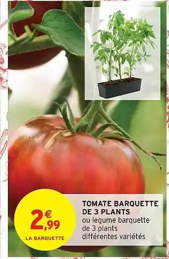 Intermarché Tomate barquette de 3 plants offre