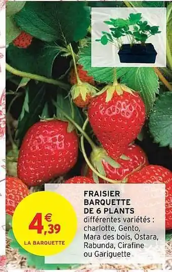 Fraisier barquette de 6 plants