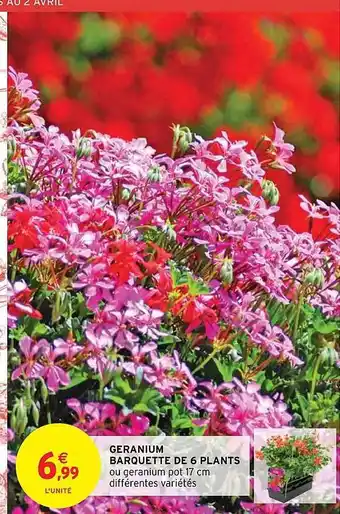 Intermarché Hyper Geranium barquette de 6 plants offre
