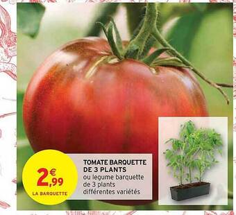 Intermarché Hyper Tomate barquette de 3 plants offre