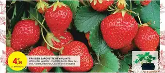 Intermarché Hyper Fraisier barquette de 6 plants offre