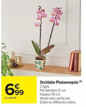 Carrefour Market Orchidée phalaenopsis offre