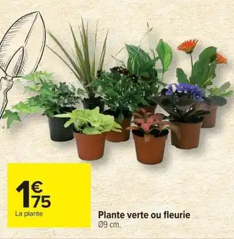 Carrefour Plante verte ou fleurie offre