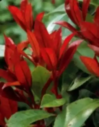 E.Leclerc Brico Willemse haie de photinias red robin offre