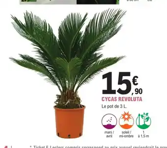 E.Leclerc Jardi Cycas revoluta offre