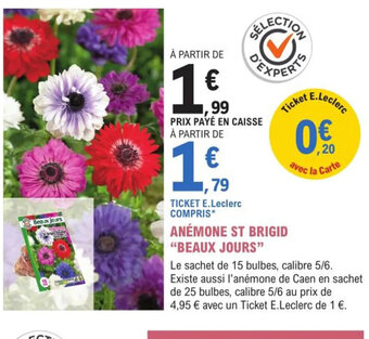 E.Leclerc Jardi Anemone st brigid beaux jours offre