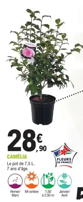 E.Leclerc Jardi Camelia offre