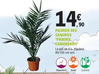 E.Leclerc Jardi Palmier des canaries phoenix canariensis offre
