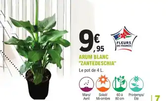 E.Leclerc Jardi Arum blanc zantedeschia offre