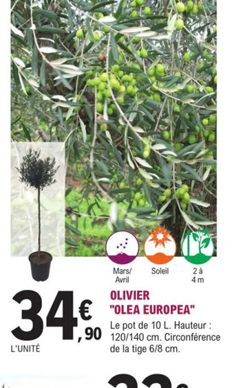 E.Leclerc Jardi Olivier olea europea offre