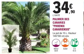 E.Leclerc Jardi Palmier des canaries phoenix canariensis offre