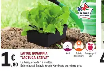 E.Leclerc Jardi Laitue novappia lactuca sativa offre
