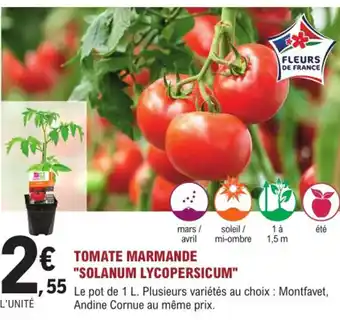 Tomate marmande solanum lycopersicum