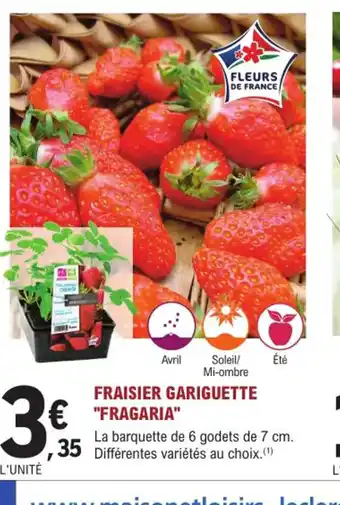 E.Leclerc Jardi Fraisier gariguette fragaria offre