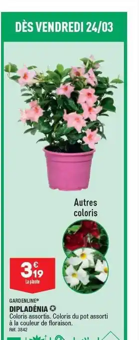 ALDI Dipladénia gardenline offre
