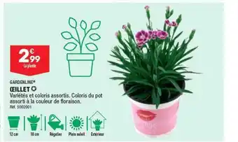 ALDI Œillet gardenline offre