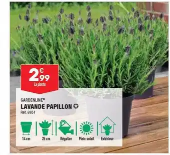 ALDI Lavande papillon gardenline offre