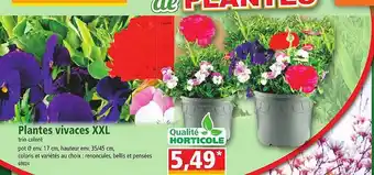 Norma Plantes vivaces xxl trio coloré offre