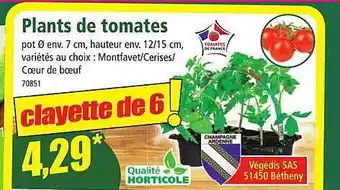 Norma Plants de tomates offre