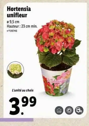 Lidl Hortensia unifleur offre