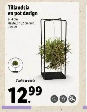 Lidl Tillandsia en pot design offre