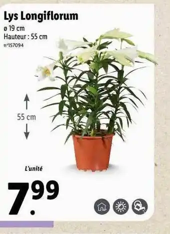 Lidl Lys longiflorum offre