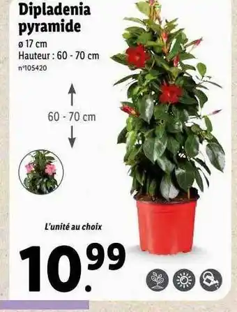 Lidl Dipladenia pyramide offre