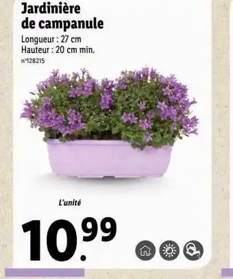 Lidl Jardinière de campanule offre