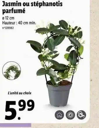 Lidl Jasmin ou stéphanotis parfumé offre