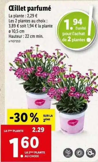 Lidl Œillet parfumé offre