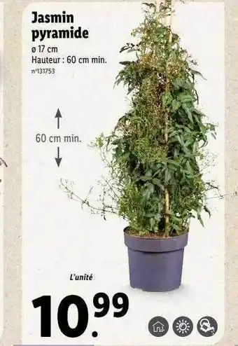 Lidl Jasmin pyramide offre