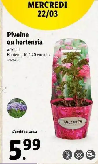 Lidl Pivoine ou hortensia offre