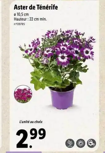 Lidl Aster de ténérife offre