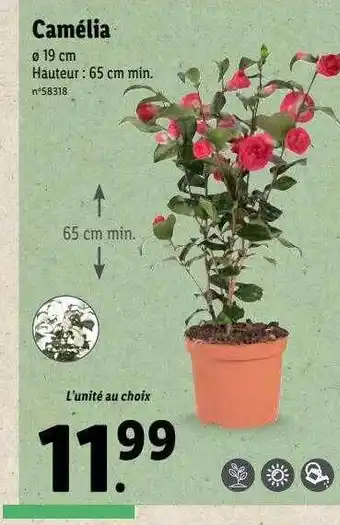 Camélia
