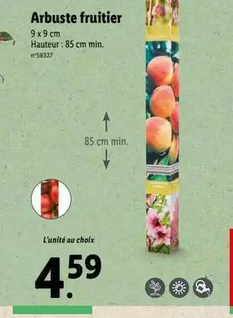 Arbuste fruitier