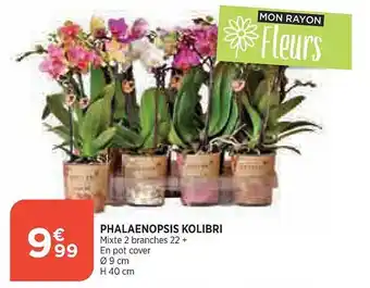 Phalaenopsis kolibri