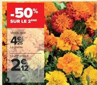 Carrefour Plantes à massif offre