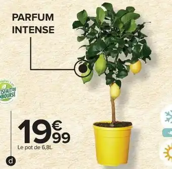 Carrefour Citronnier 4 saisons offre