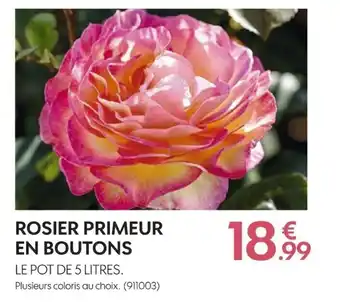 Rosier primeur en boutons