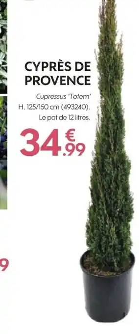 Truffaut Cyprès de provence offre