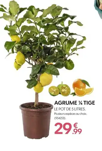 Agrume tige