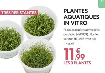 Plantes Aquatiques In Vitro