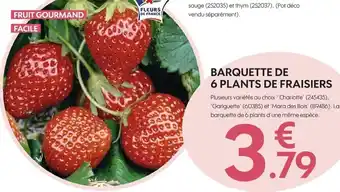 Truffaut Barquette De 6 Plants De Fraisiers offre