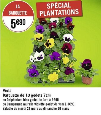 Viola barquette de 10 godets 7cm