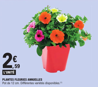 E.Leclerc Plantes fleuries annuelles offre
