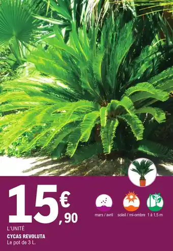 E.Leclerc Cycas revoluta offre